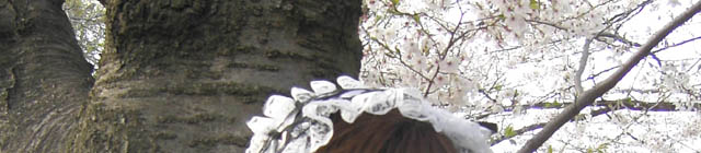 Gothic & lorita in cherry blossom (2)